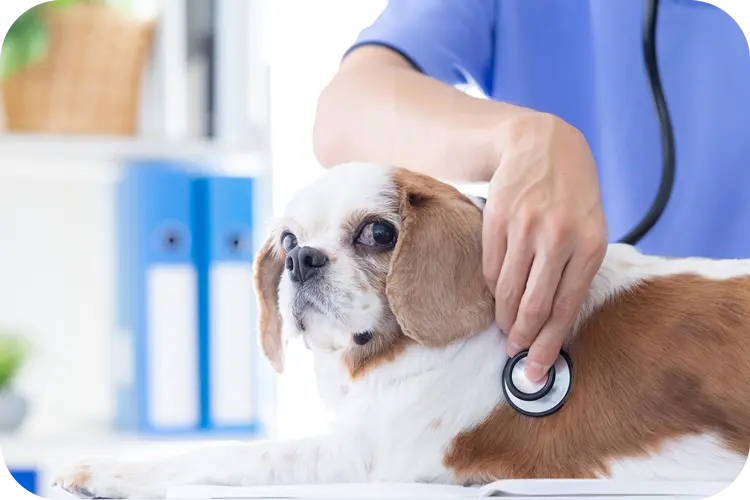 動物病院で診療を受ける犬