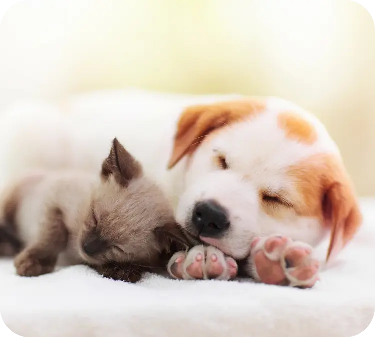 犬と猫